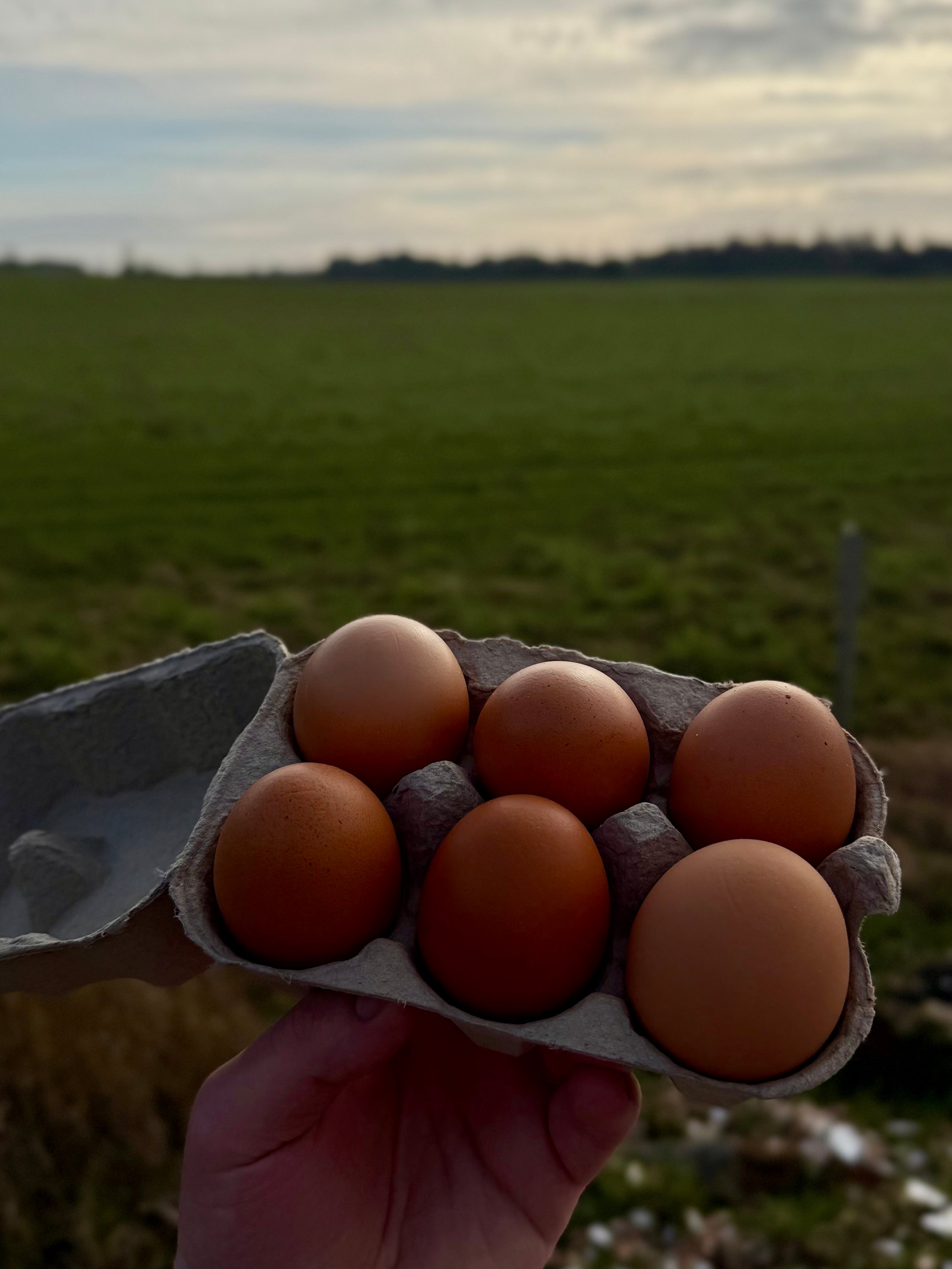 East Neuk Eggs (6)